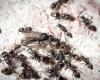 Estas hormigas invasoras, muy resistentes a los insecticidas, llegan al este de Francia.