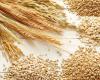 11 millones de toneladas: 2 países africanos entre los principales compradores de trigo ruso