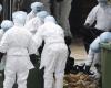Reflujo neto en Europa de la gripe aviar que está causando estragos en Estados Unidos y Canadá