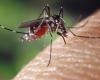 El mosquito tigre prolifera en Francia, el Var y los Alpes Marítimos en alerta roja, así es como protegerse