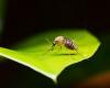 ¡Los 10 insectos más peligrosos del mundo!