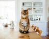 Antiparasitario para gatos: ¿cuál elegir?