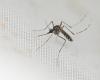 Riesgo de dengue en los Juegos Olímpicos: “Francia está preparada para este tipo de eventos”, asegura Anna-Bella Failloux