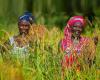 Guinea, Senegal, Togo… fondos para sectores agrícolas más resilientes