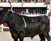 Castella, de la ganadería Saumade, elegida Toro de Oro 2024