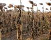 En Charentes, la consternación y la ira impregnan todo el mundo agrícola