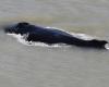 Una ballena avistada en el Sena