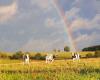 ¿Qué es esta foto de un doble arcoíris con vacas tomada en Mayenne?