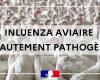 Influenza aviar altamente patógena: actualización de la situación en Alto Rin – Comunicados de prensa 2024 – Espacio de prensa – Noticias