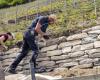 En Valais, los muros de piedra seca son aliados imprescindibles de la vid