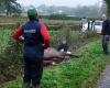 Su caballo murió con las patas aplastadas en Orne a causa del robo de una barrera