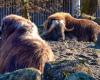 Zoológico de Berna: un bóvido muere tras comer demasiadas bellotas