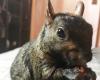 La estrella de las redes sociales Peanut the Squirrel incautada por las autoridades de Nueva York