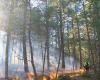 Los científicos hacen sonar la alarma sobre el estado de los bosques terrestres