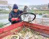 Contaminación del canal de Loing: el prefecto ordena vaciar el agua que es mortal para los peces