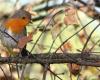 Lapenne. Encuentro en torno a las aves de Ariège