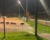 VÍDEO – Alta Saboya: jabalíes aran un campo de fútbol en Saint-Pierre-en-Faucigny