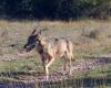 el lobo ronda el Larzac