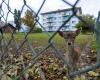 Muerte de dos cervatillos en el parque Payerne: el público llamó al orden