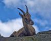 Los cazadores de Grisones deben matar más cabras montesas