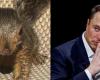 La eutanasia de Peanut the Squirrel: Elon Musk llama a la administración Biden una “máquina de matar sin corazón”