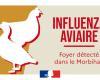 Influenza aviar | Ampliación de la zona de protección y vigilancia en Morbihan – 2 de noviembre de 2024 – Noticias – Noticias