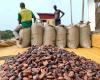 Los productores de cacao de Ghana acaparan los granos en previsión de precios más altos