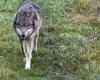 Críticas y petición tras la decisión de sacrificar la primera manada de lobos en el Parque Nacional Suizo – rts.ch