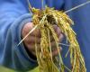 ¿Cómo explicar la contaminación por arsénico del arroz ecológico semiacabado en la Camarga?