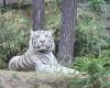 Ha muerto un tigre blanco del zoológico de La Flèche