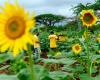 Los elefantes odian a las abejas y eso es bueno para los agricultores africanos