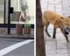 Un zorro visto en el centro de Montreal hace reaccionar a la web