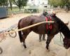 “Sin juego, sin carreras, sin trabajo”: los profesionales de las carreras de caballos en Tarn-et-Garonne están preocupados por su suerte