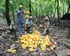 El aplazamiento de la ley europea sobre la deforestación preocupa a los grandes productores de chocolate, entre ellos Nestlé