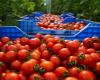 Marruecos: los precios del tomate han vuelto a subir