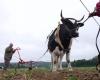 VÍDEO – Tracción ganadera en Francia: renacimiento de una práctica agrícola ancestral