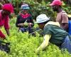 Haití – Agricultura: La RD busca una solución para los trabajadores agrícolas haitianos ilegales