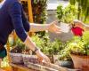 cientos de plantas a precios muy bajos vendidas este sábado