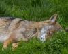 ¿Está muerto o herido? Un lobo no encontrado en Suiza cerca del Mont Tendre después de un tiroteo reglamentario