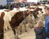 ¡Gran Feria de Saint-Martin en Seyssel, una de las más importantes de la zona!