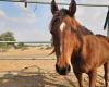 Isère. Caballo muere al ser atropellado por un auto