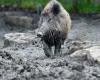 La cerda Cocotte confiada a un parque de animales después de haber vivido durante tres años en un establo insalubre.