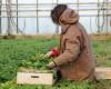 Un agricultor de Couserans seleccionado para la edición 2025 del calendario “Belles des Prés”