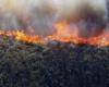 Los bosques de California son arrasados ​​por las llamas