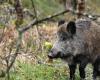 Para “complacer a los niños”, una pareja cría un jabalí durante un año: el animal es sacrificado