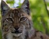 Hace 50 años, el lince boreal fue reintroducido en el Arco del Jura, en el corazón de Creux-du-Van (NE) – rts.ch