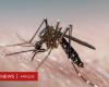 Lucha contra el dengue: los mosquitos sordos dejan de tener relaciones sexuales