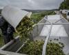 La climatología lastró la cosecha en Francia, cayendo un 23%