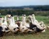 En las Landas, el nuevo confinamiento de las aves palmípedas entre el “mazo” y el fatalismo