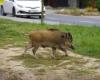 Ante la invasión urbana de jabalíes en el sector de Nevers, el prefecto de Nièvre ordena tiroteos nocturnos y redadas administrativas